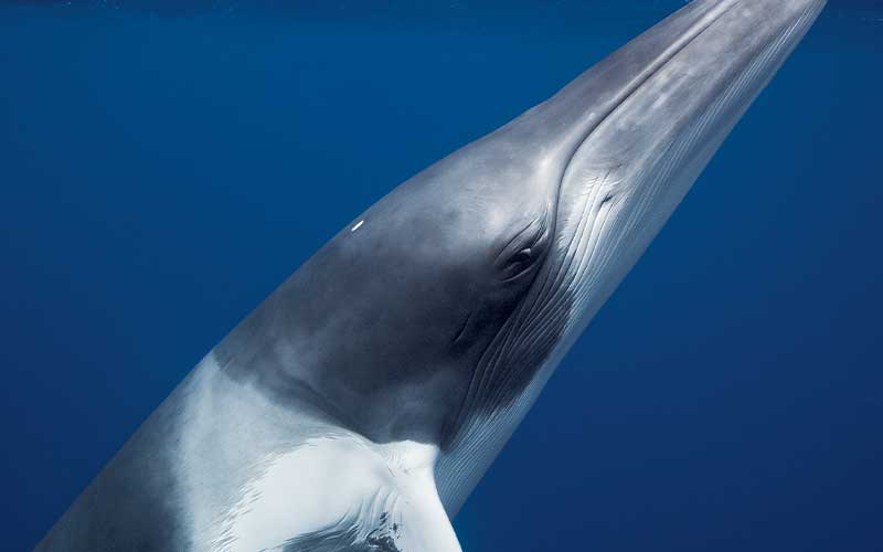 Minke whale stares at camera