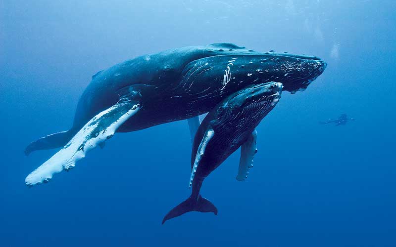 Momma humpback whale with baby