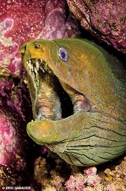 Moray eel pokes head out of crevice to say hello!