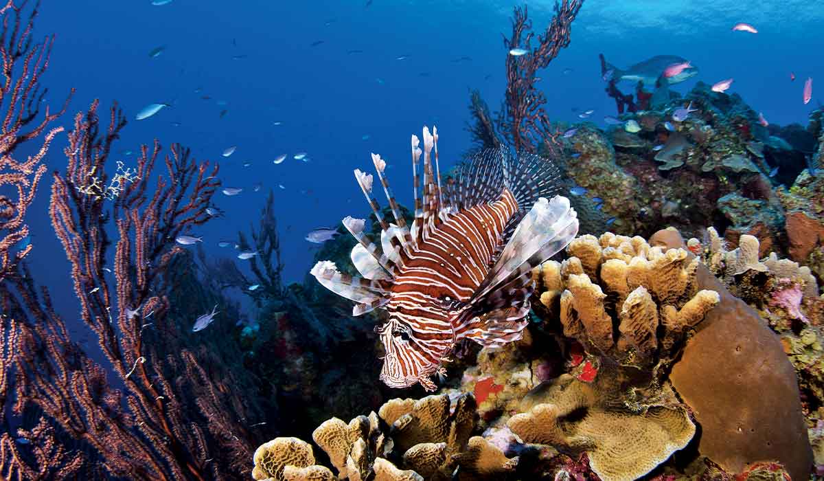 Morose lionfish sulks over coral