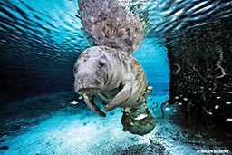 Morose-looking manatee floats around some fish