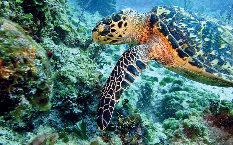 Morose sea turtle approaches a coral reef