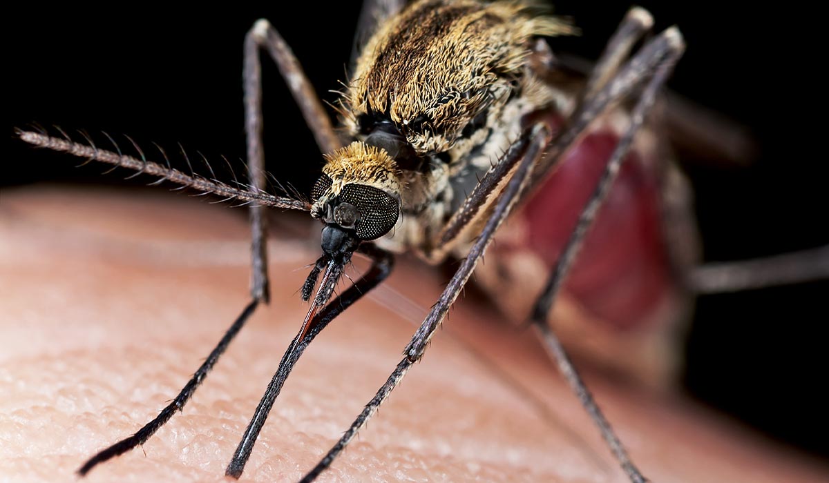 Mosquito sucks blood from a human