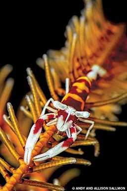 Multicolored crinoid shrimp scuttles up coral