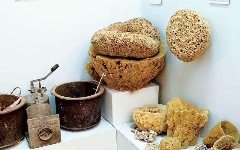 Museum display of sponges