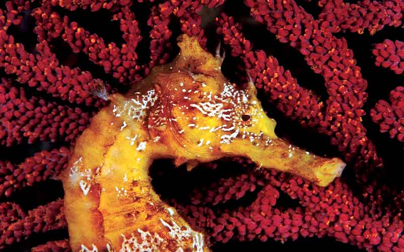Neck-up photo of a cool-looking Pacific sea horse