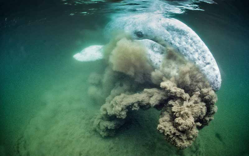 Ocean mud cloud forms because a whale is feeding in the ground