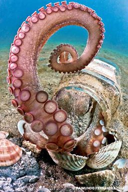 Octopus arm emerges out of a container