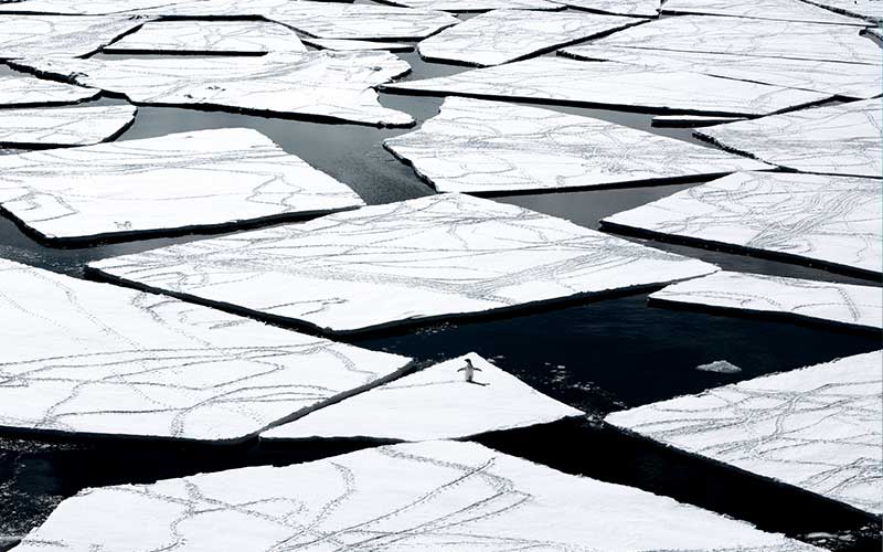 One lone penguin navigates a vast expanse of broken ice sheets