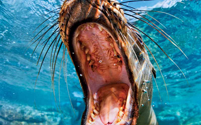 Open mouth of a barking sea lion
