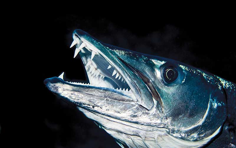 Open-mouthed barracuda smiles at camera