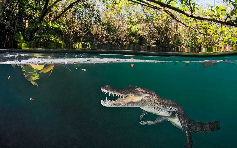 Open-mouthed croc smiles at the camera while swimming