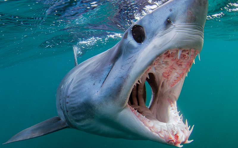 Open-mouthed Mako shark shows off its impressive chompers