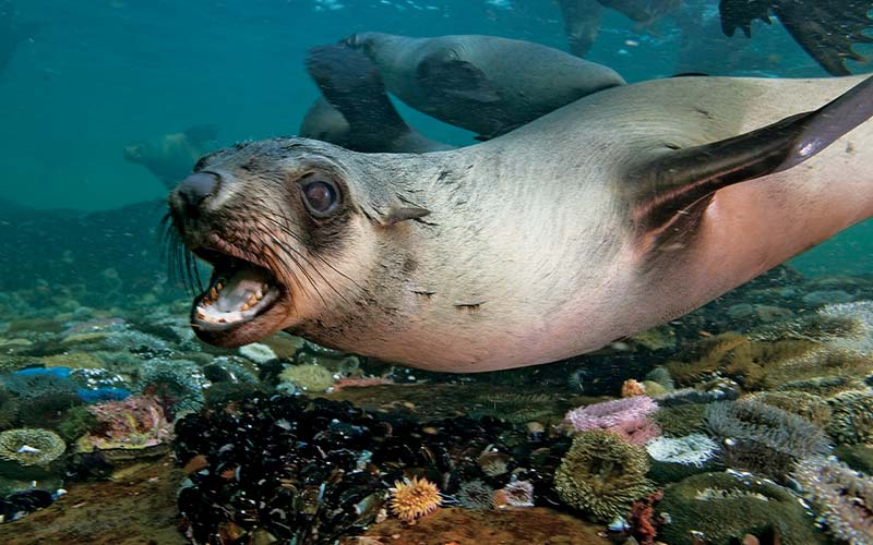 Open-mouthed seal swims above corals
