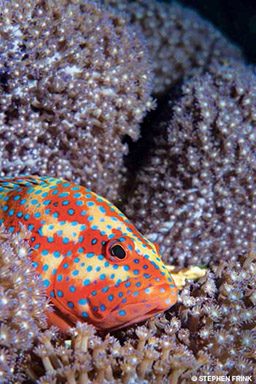 Orange-and-yellow-striped grouper has blue spots, and is hiding in corals