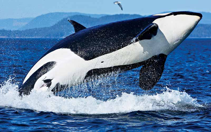 Orca whale breaches out of water