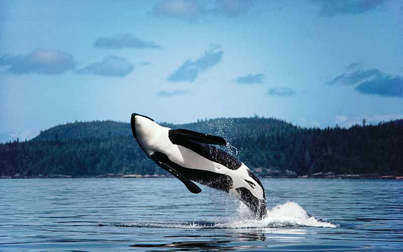 Orca whale jumps out of water