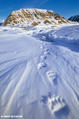 Paw prints in the snow leading up to a mountain