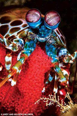 Peacock mantis shrimp is surrounded by its red eggs