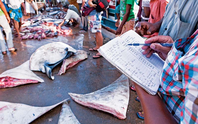 Person holds notebook and tracks shark fins