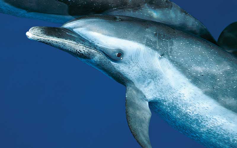 Photogenic dolphin looks at camera
