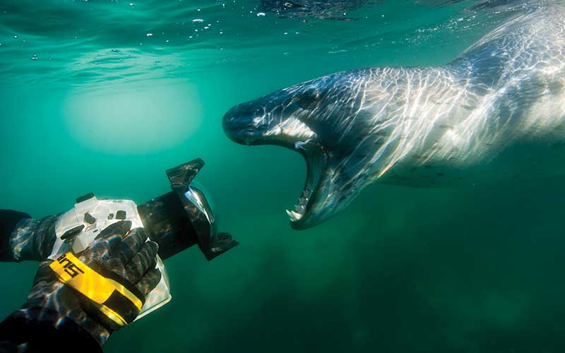 Photographer takes a photo of the open mouth of a leopard seal