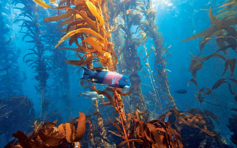 Pink-and-blue striped fish swims against kelp forest