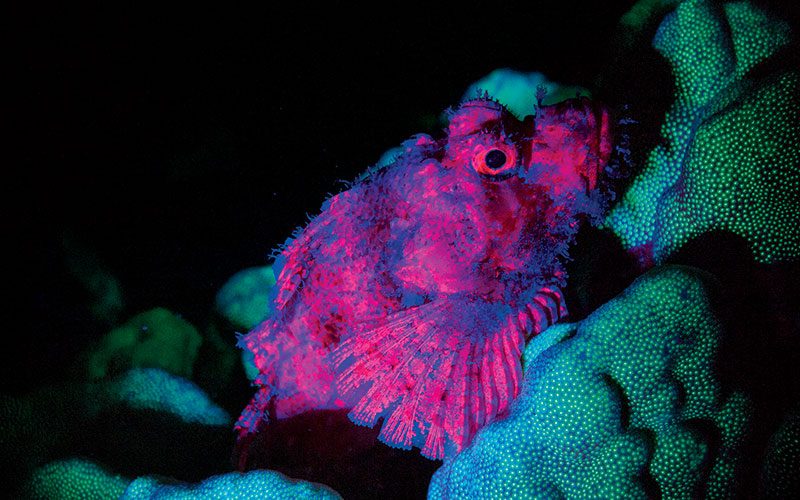 Pink-purple scorpionfish swims up corals