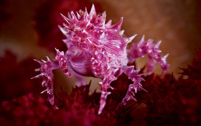 Pink soft coral crab has a spikey exterior