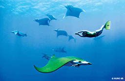 Pod of devil rays and one freediver swim by camera