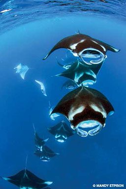 Pod of manta rays
