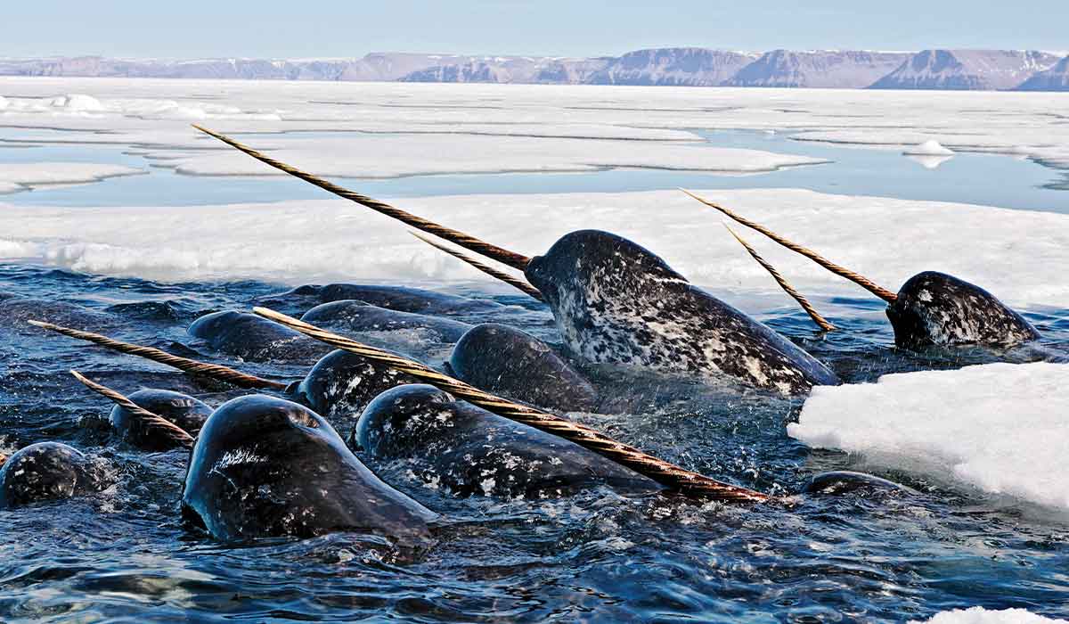 Pod of narwhals poke their heads through ice looking for food