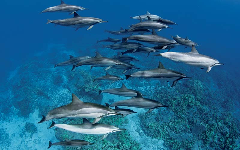 Pod of spinner dolphins