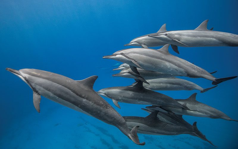Pod of spinner dolphins