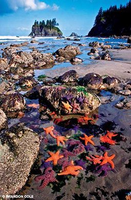 Purple and orange sea stars on a beach