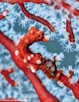 A red pygmy seahorse is attached to red coral