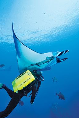 Rebreather diver approaches a manta ray