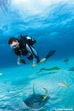 Rebreather diver swims above a stingray