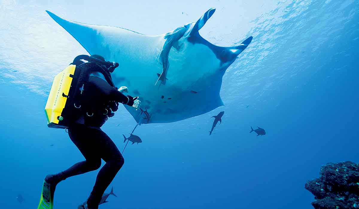 Rebreather diver with a yellow tank looks up at a giant sting ray