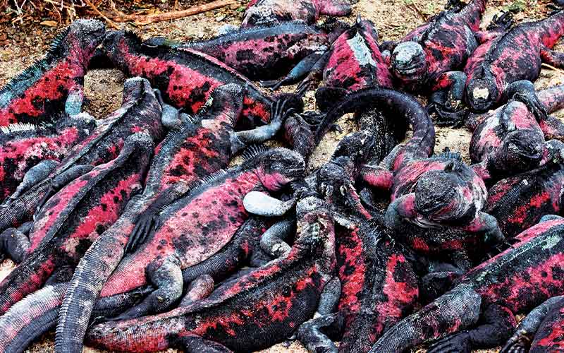 Red-and-black marine iguana are all piled together
