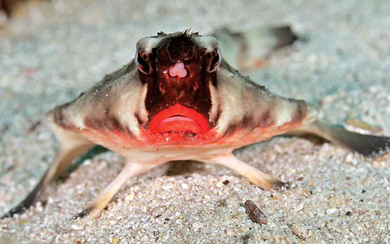 Red-lipped batfish stares angrily at the camera