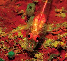 Red-orange blenny can only be seen with special dive gear