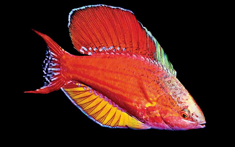 Red roundfin wrasse