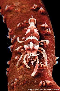 Red, super-tiny coral shrimp crawl up a coral stem
