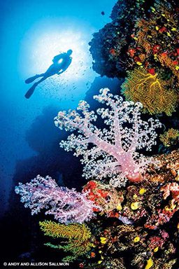 Reef diver hovers over corals