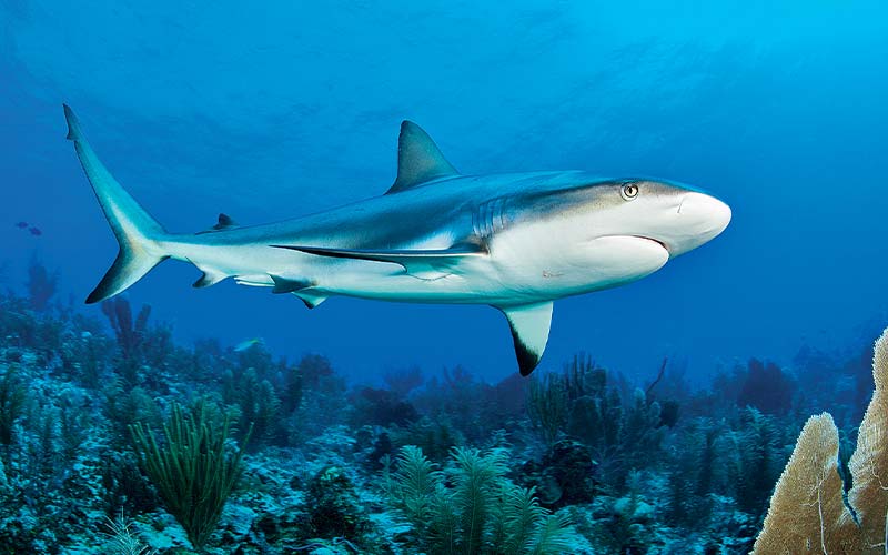 Reef shark swims above coral