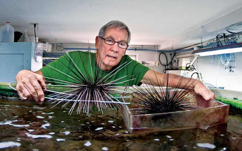 Researcher in green T-shirt works in a tank full of urchin