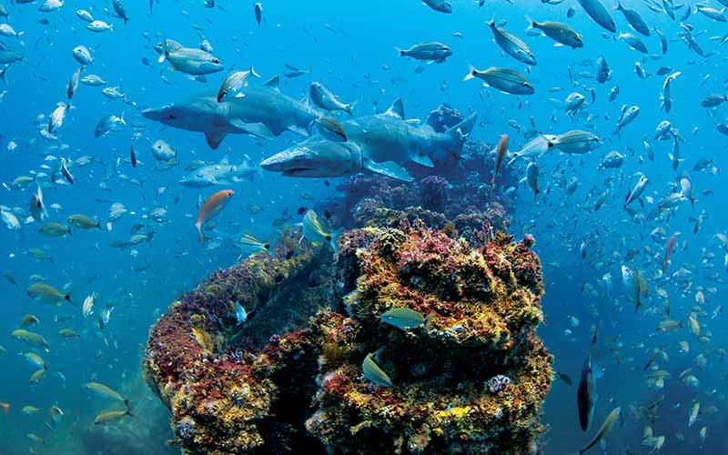 Sandtiger sharks swim amongst a coral-encrusted shipwreck