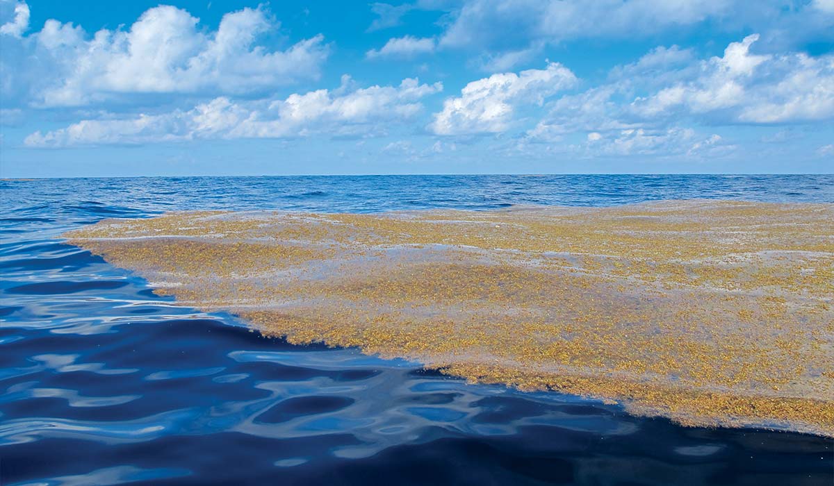 Floating sargassum on the water looks like kelp
