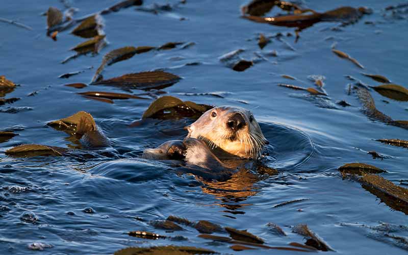 Sassy sea otter floats on its back